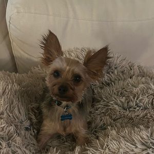 Meet your Posher, Sama